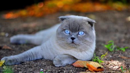 Charming Scottish Fold with Mesmerizing Blue Eyes wallpaper