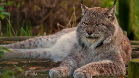 Majestic Lynx Relaxing in Nature wallpaper