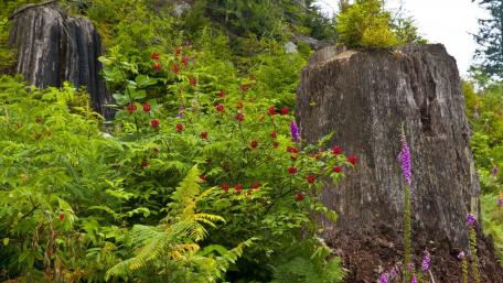 Lush Greenery Surrounding Majestic Rocks wallpaper