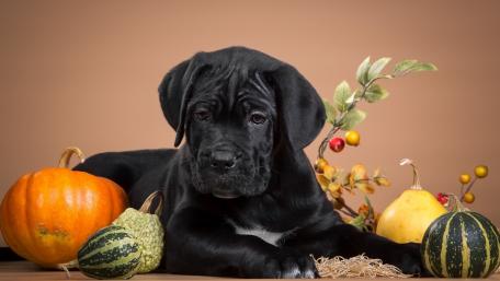 Adorable Cane Corso Puppy with Autumn Pumpkins wallpaper