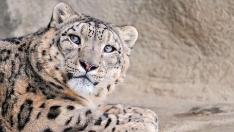 Majestic Snow Leopard Gaze wallpaper