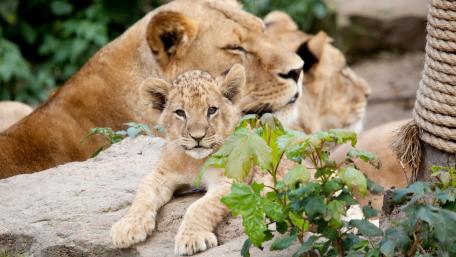 Majestic Lion Family Portrait wallpaper