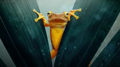 Vibrant Yellow Frog Among Lush Green Leaves wallpaper