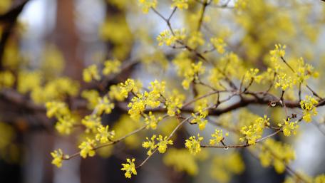 cornelian cherry wallpaper