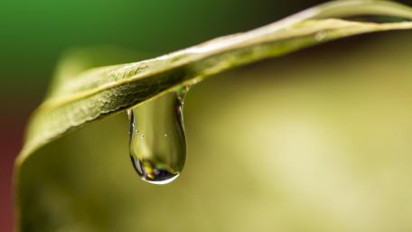 Glistening Waterdrop on Leaf Surface wallpaper