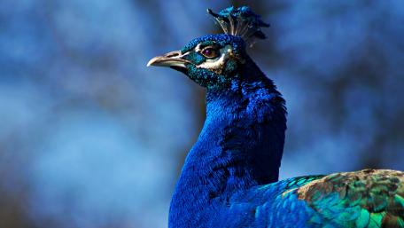 Majestic Blue Peafowl Wallpaper wallpaper