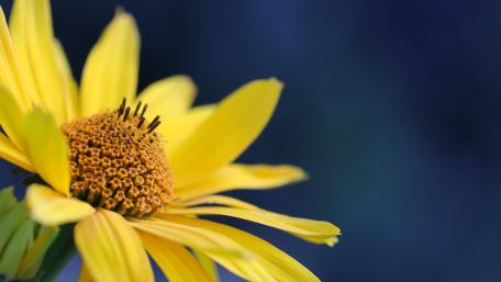flower wallpaper