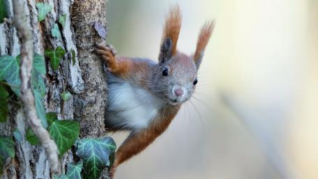 squirrel wallpaper