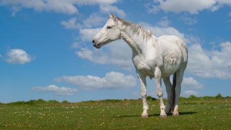 Majestic White Horse Under Blue Skies wallpaper