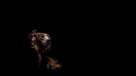 Majestic Bear on Dark Canvas wallpaper