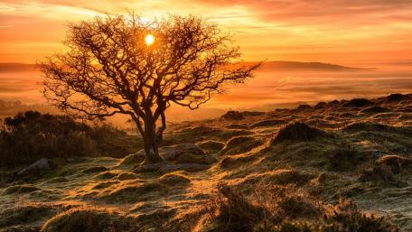 Golden Sunset Over a Lone Tree in Nature wallpaper