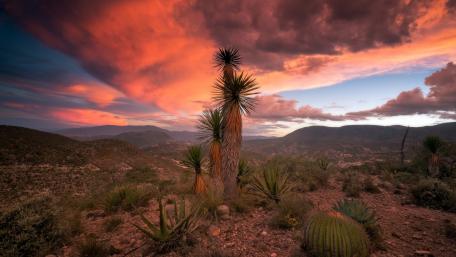 Desert Afterglow with Majestic Cacti Scene wallpaper