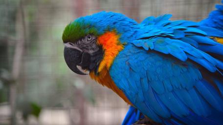 macaw wallpaper