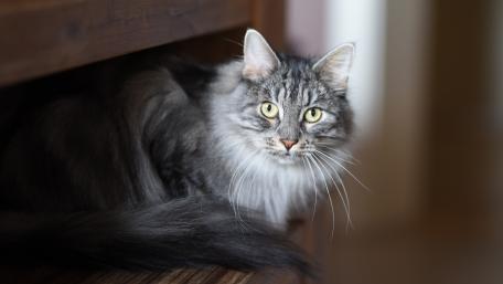 Majestic Gray Cat Observing Its Surroundings wallpaper