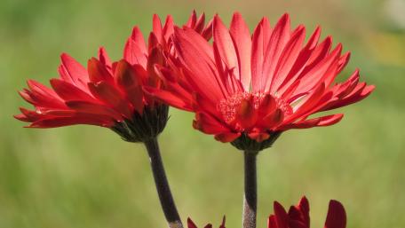 Vibrant Red Blossoms Bring Life to Any Space wallpaper