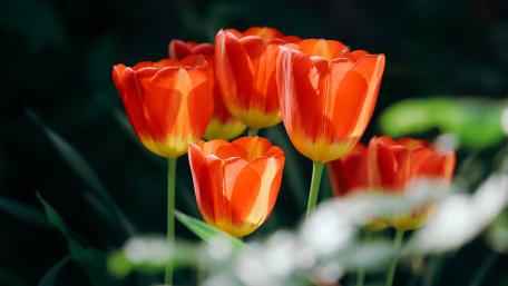 Vibrant Tulips Embrace Spring's Beauty wallpaper
