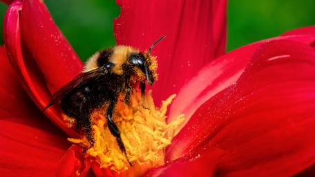 Bumble bee wallpaper