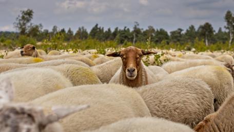Serene Sheep in a Pastoral Landscape wallpaper