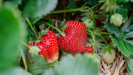 Vibrant Strawberries Fresh from the Garden wallpaper