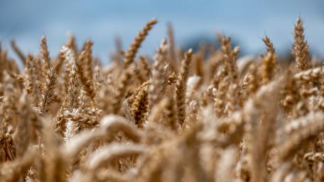 Golden Wheatfield in Close-Up Beauty wallpaper