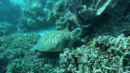 Serene Sea Turtle Beneath the Waves wallpaper