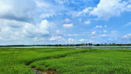 grasslands near the lake wallpaper