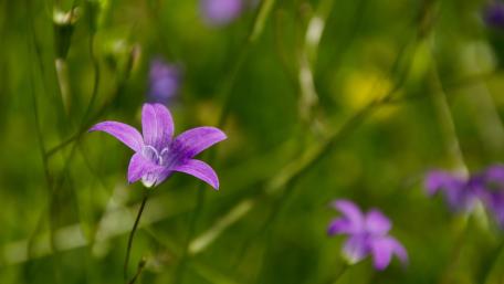 bellflowers wallpaper