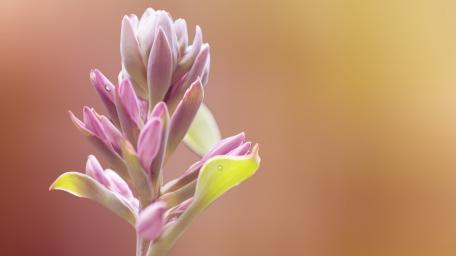Elegant Blossom Against Soft Background wallpaper