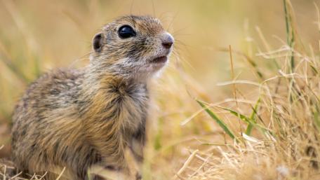 Charming Prairie Dog in Nature's Embrace wallpaper