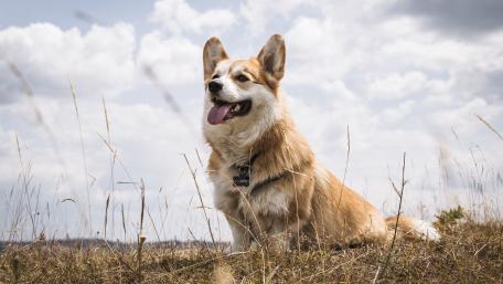 Charming Pembroke Welsh Corgi in Nature's Embrace wallpaper