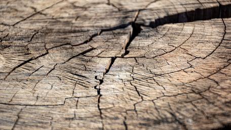 wood wallpaper
