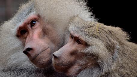 Intimate Moment Among Sacred Baboons wallpaper