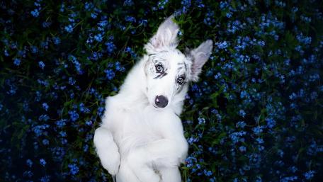 Playful Border Collie Amidst Blue Flowers wallpaper