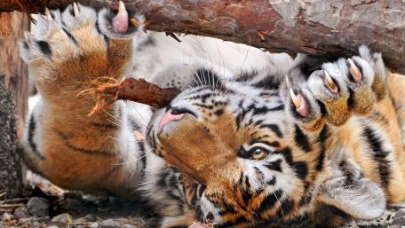 Majestic Tiger at Playfulness wallpaper