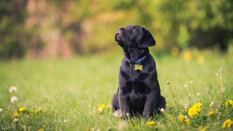 Charming Black Labrador in a Sunny Meadow wallpaper