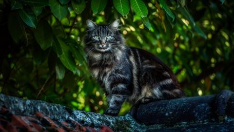 Majestic Maine Coon in Nature's Embrace wallpaper