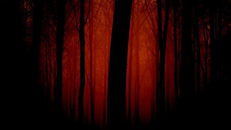 Eerie Beauty of a Red Forest Nightscape wallpaper