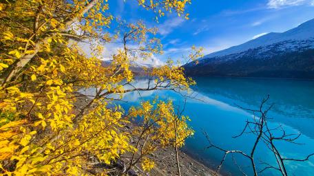 Golden Alaskan Tree wallpaper