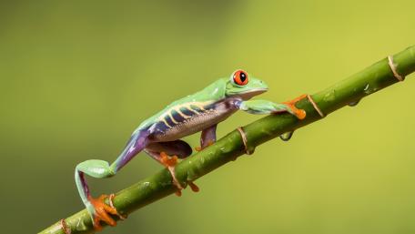 Vibrant Green Frog on a Bamboo Stick wallpaper