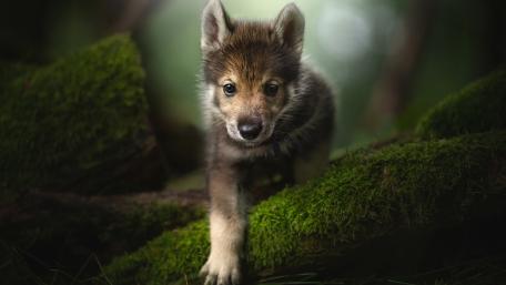Cute Tamaskan Puppy Exploring Nature's Beauty wallpaper