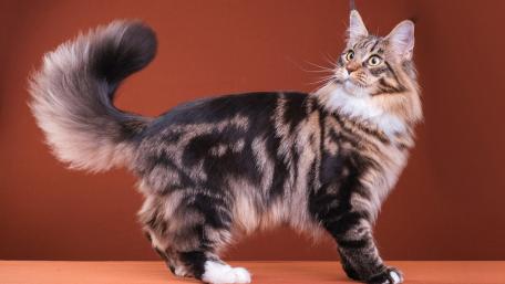 Fluffy Cat in a Playful Stance wallpaper