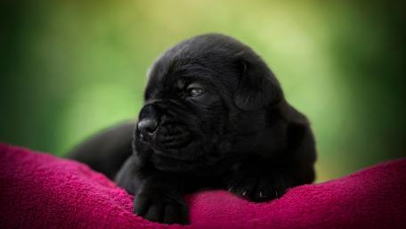 Charming Black Cane Corso Puppy Wallpaper wallpaper