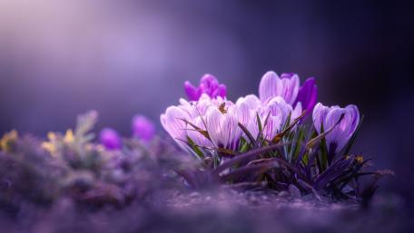 Purple Crocuses wallpaper