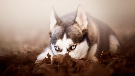 Siberian Husky Among Fallen Leaves wallpaper