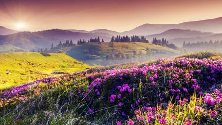Valley of Flowers National Park wallpaper