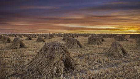 Golden Sunset Over Haystacks in Tranquil Fields wallpaper