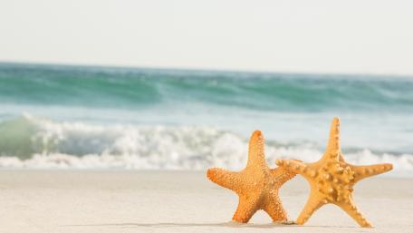 Starfish wallpaper