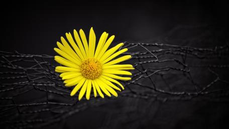 Sunflower wallpaper