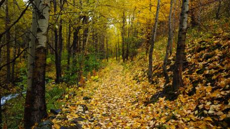Gold Alaskan Woods wallpaper