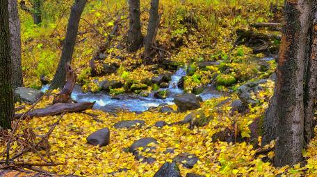 Gold Alaska River wallpaper